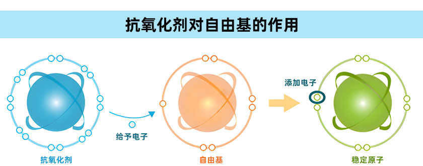 抗氧化劑對自由基的作用機(jī)理